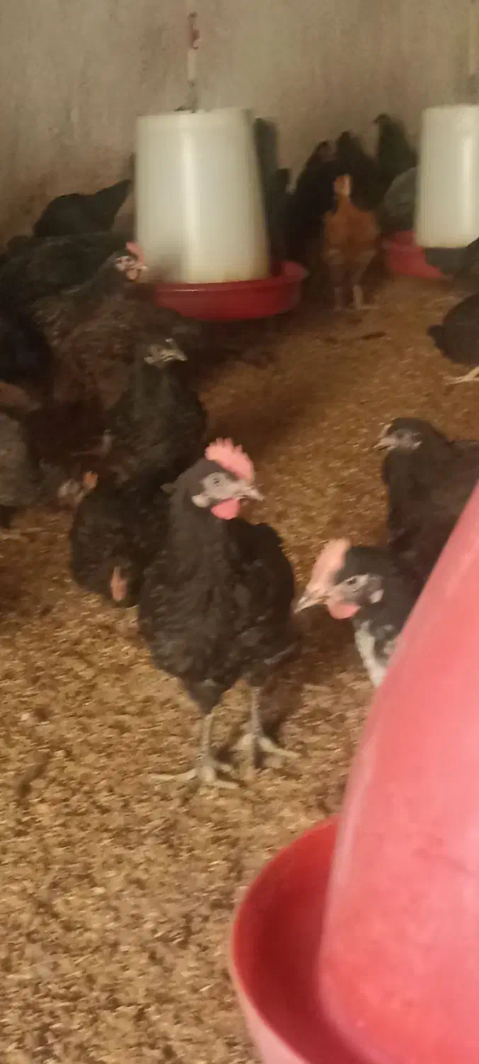 جوجه مرغ و خروس محلی|حیوانات مزرعه|زید آباد, |دیوار