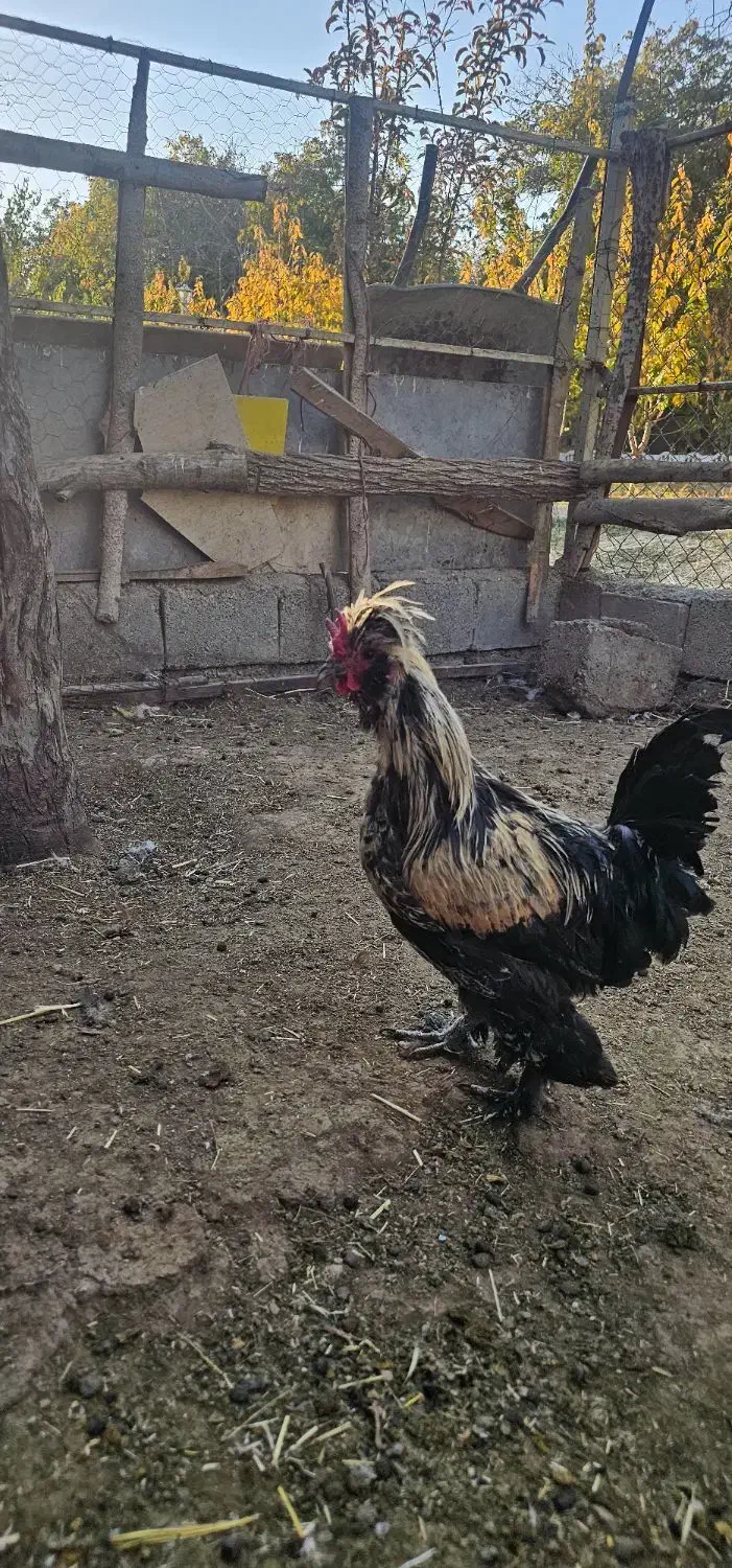 خروس نژاد زینتی|حیوانات مزرعه|سامان, |دیوار