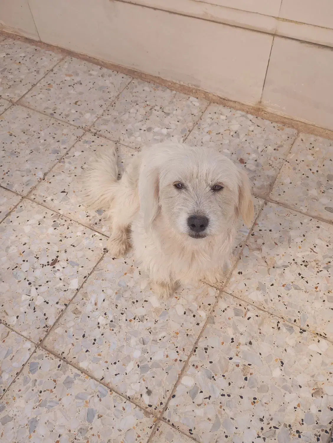 سگ ماده|سگ|دزفول, |دیوار