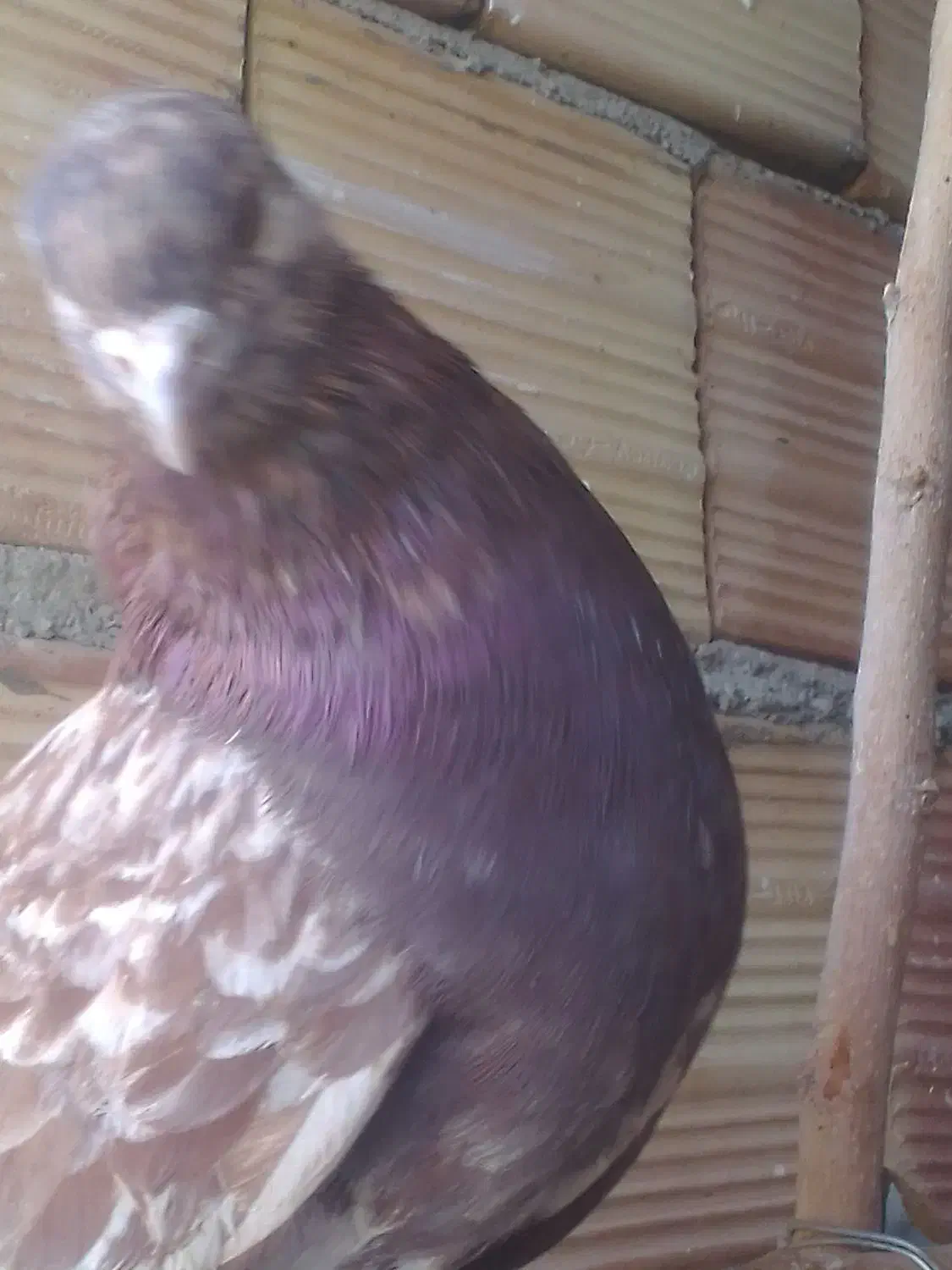 فروش کبوتر توافقی|پرنده|چهارباغ, |دیوار