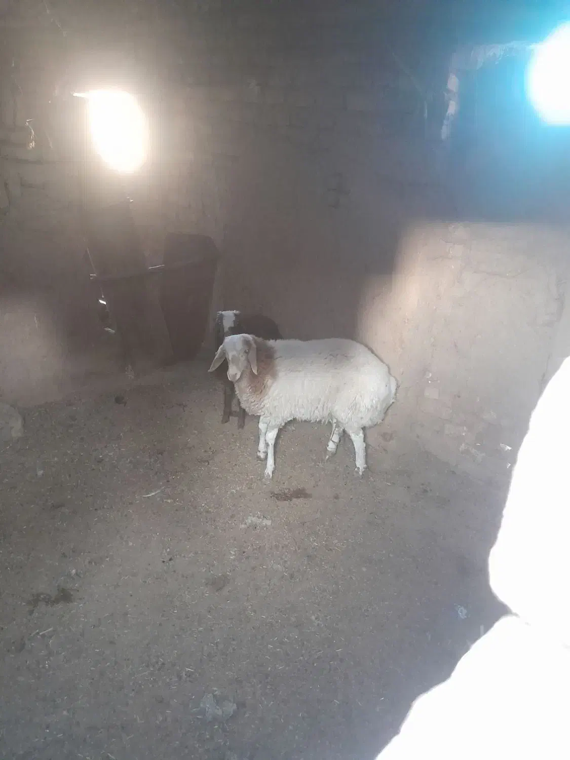 فروش بره نر جمی|حیوانات مزرعه|تایباد, |دیوار