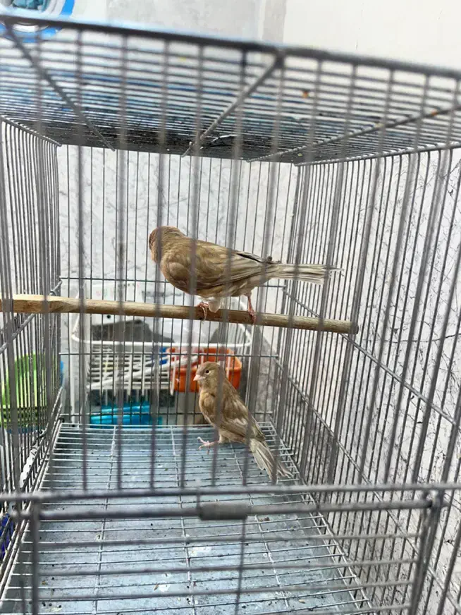 قناری برنو|پرنده|شیراز, فضلآباد|دیوار