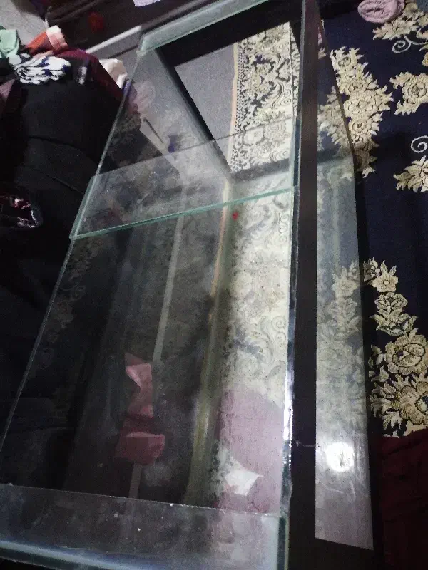 آکواریوم|ماهی|یزد, |دیوار