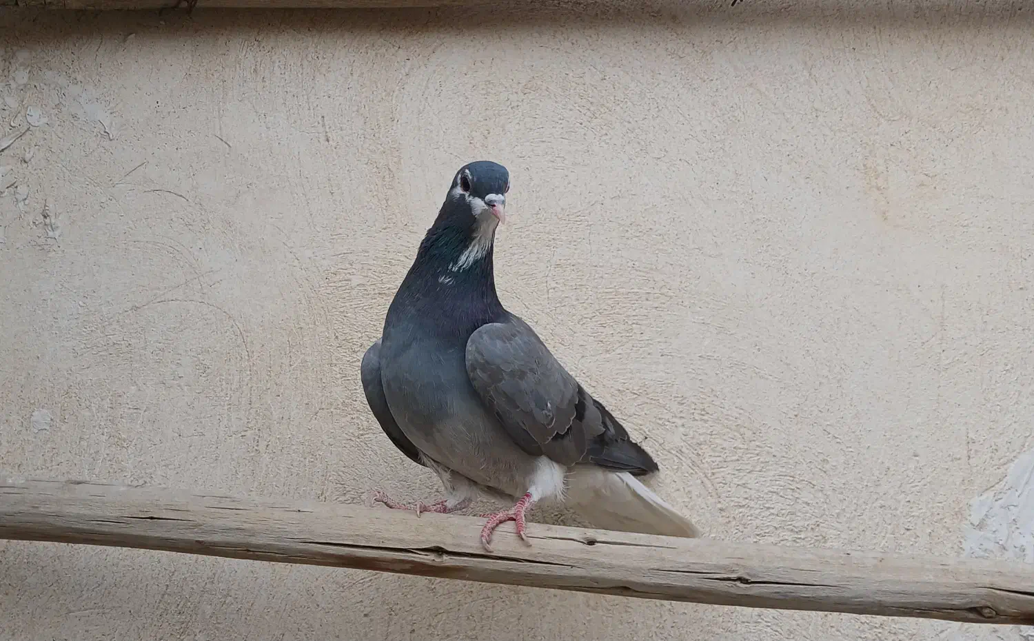 کبوتر دمگیر|پرنده|خمینی‌شهر, |دیوار