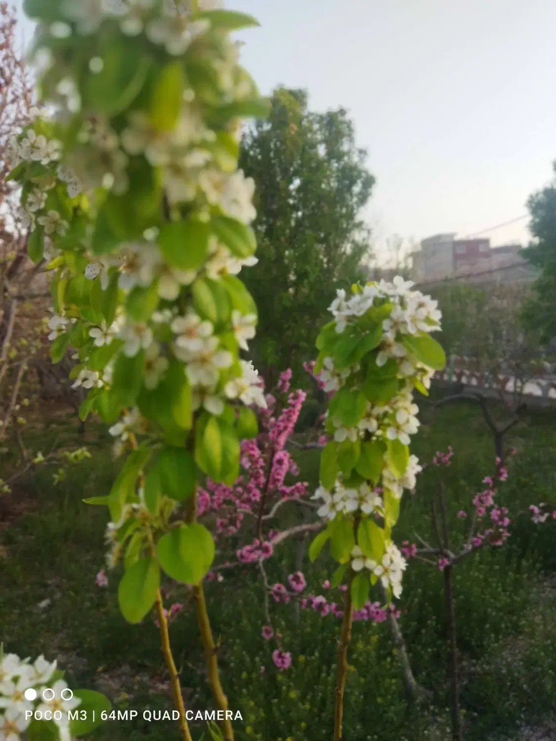 باغ|فروش خانه و ویلا|ابریشم, |دیوار