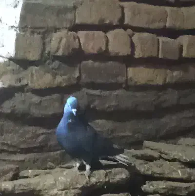 تعداد۲۰عددکبوترپرنده همه ساز|پرنده|قزوین, |دیوار