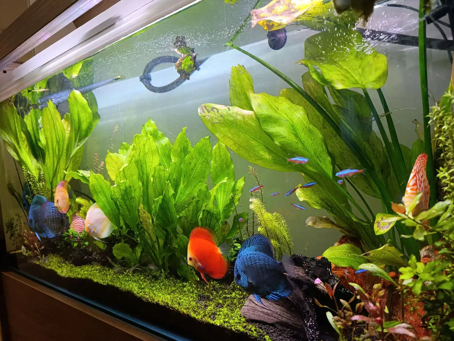 فروش اکواریوم|ماهی|شیراز, شهرک مفتح|دیوار