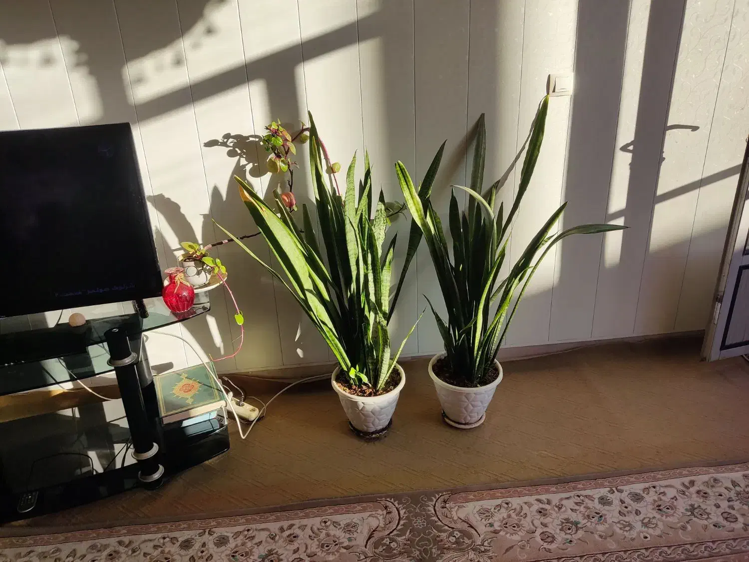 گل گیاه|گل و گیاه طبیعی|زیباشهر, |دیوار