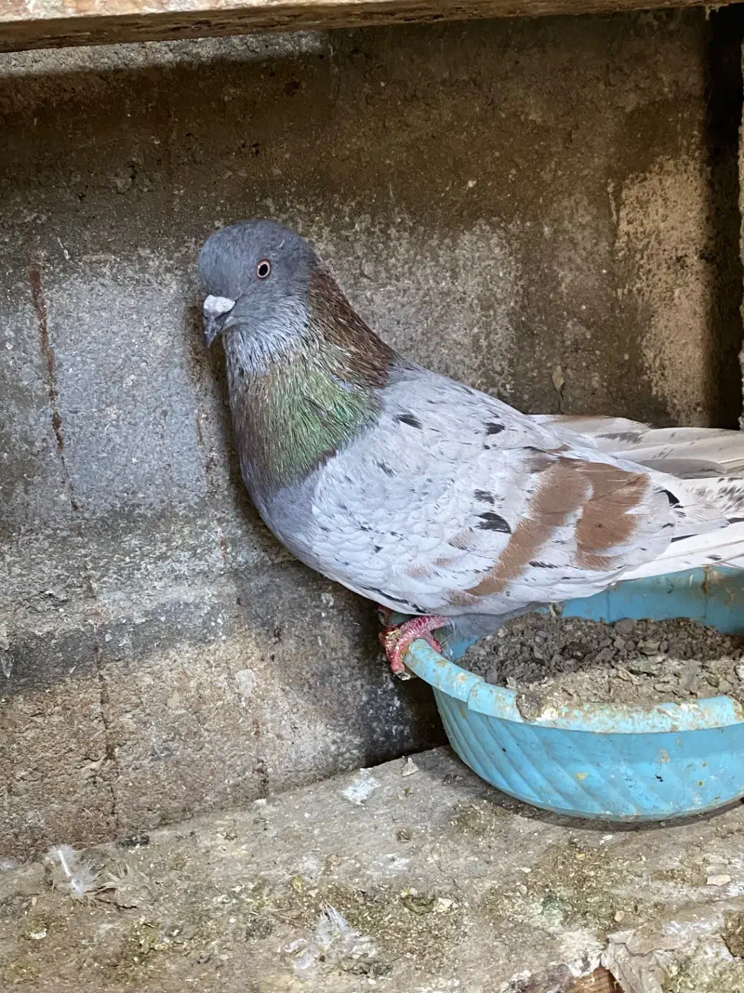 هما|پرنده|قشم, |دیوار