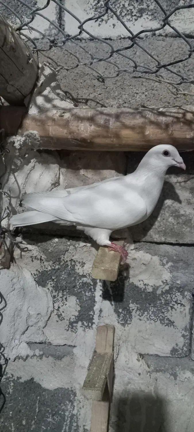 کبوتر|پرنده|مرودشت, ولایت|دیوار