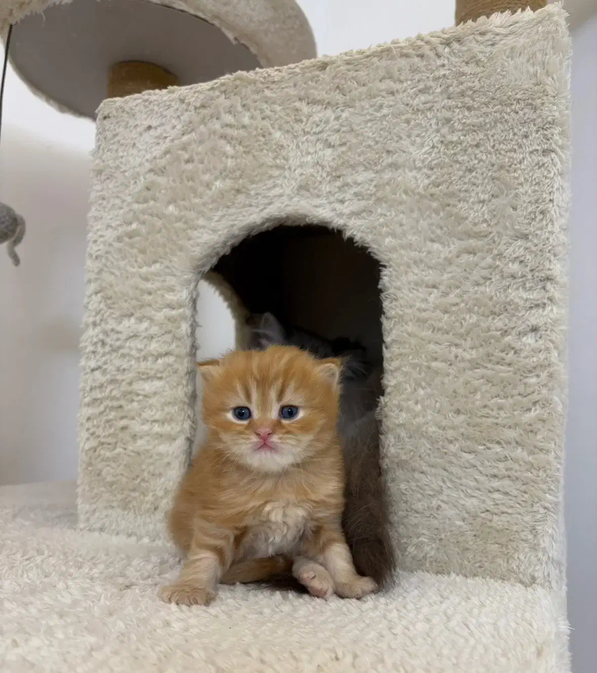 بچه گربه بریتیش گوگولی|گربه|رشت, گلسار|دیوار