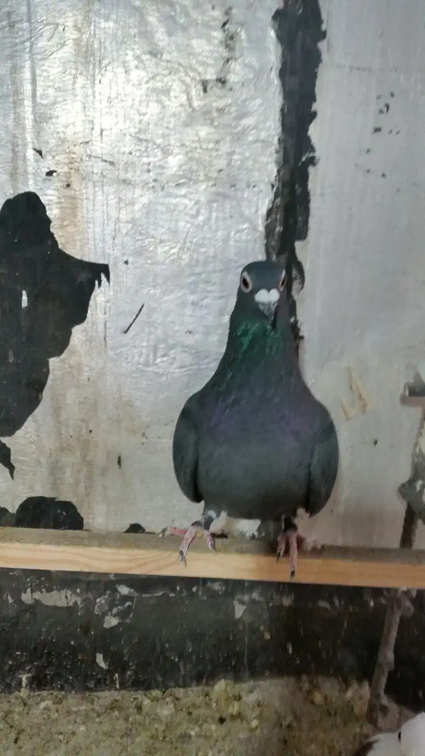 کبوتر پلاکی ماده سیاه|پرنده|صدرا-فارس, فاز ۲|دیوار