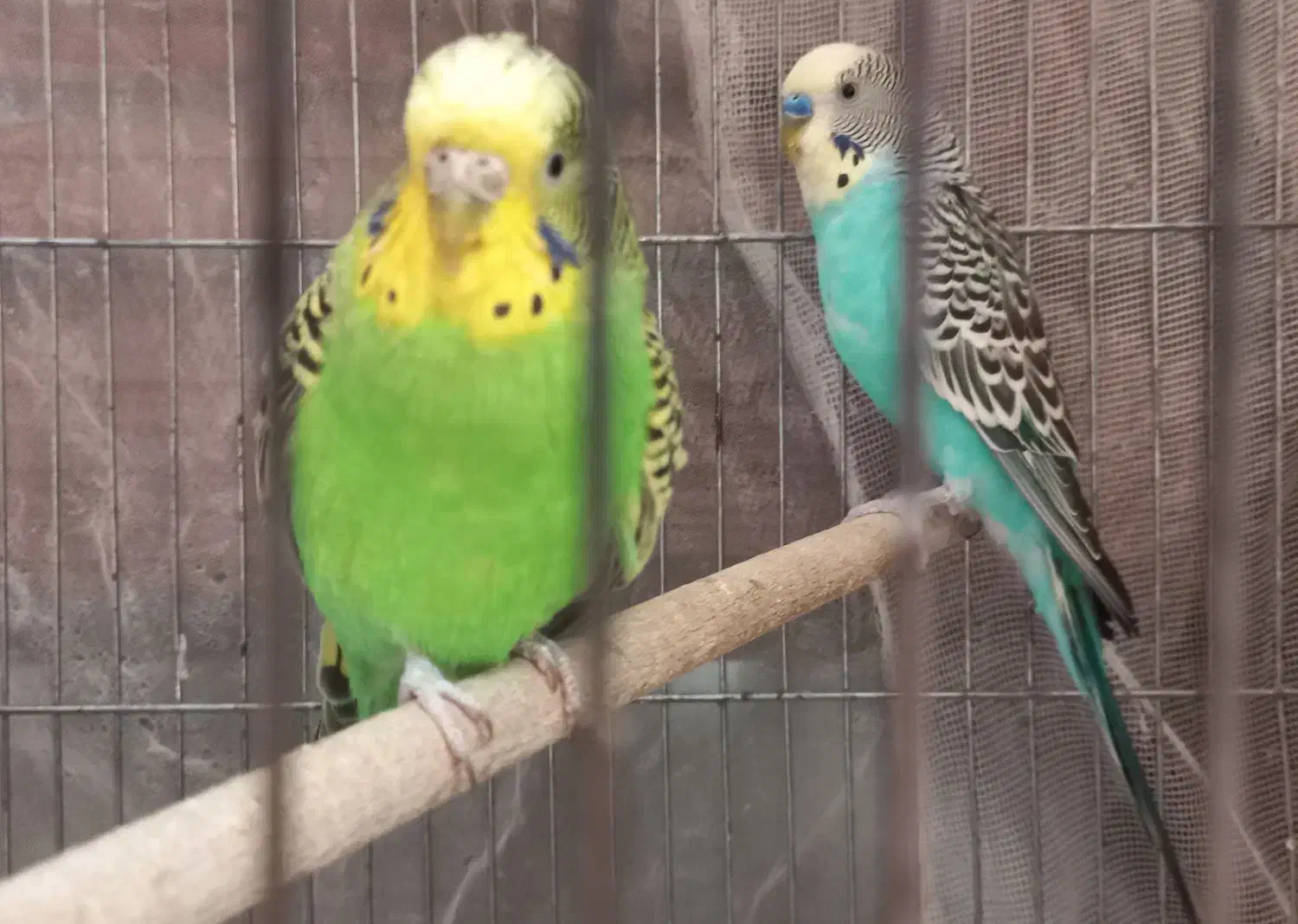 مرغ عشق|پرنده|اصفهان, شاهزاده ابراهیم|دیوار