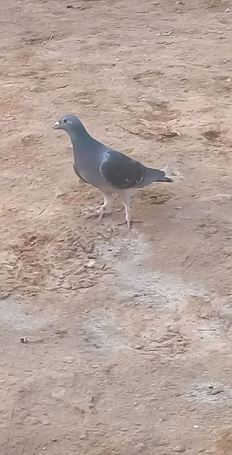 فروشی|پرنده|خرمشهر, |دیوار