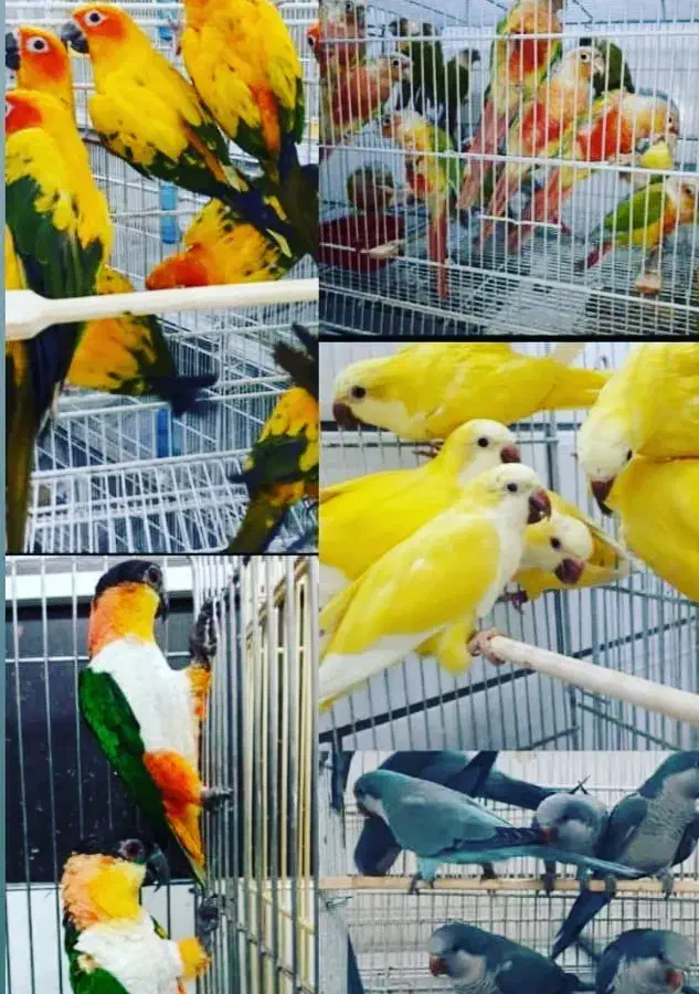 طوطی آرا راهب گرینچک ملنگو خورشیدی عروس برزیلی|پرنده|شیراز, فرودگاه شهید دستغیب شیراز|دیوار