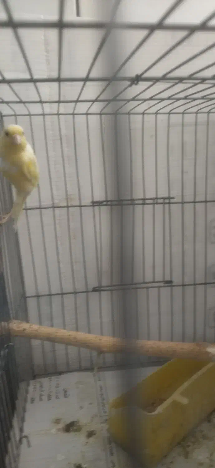 قناری ماده اماده.|پرنده|پیر بکران, |دیوار