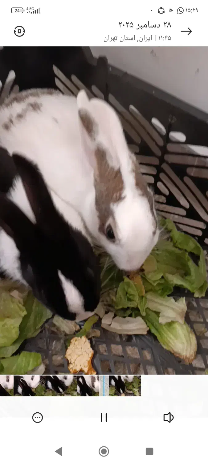 خرگوش زیبا تمیز|موش و خرگوش|قرچک, پارس سرام|دیوار