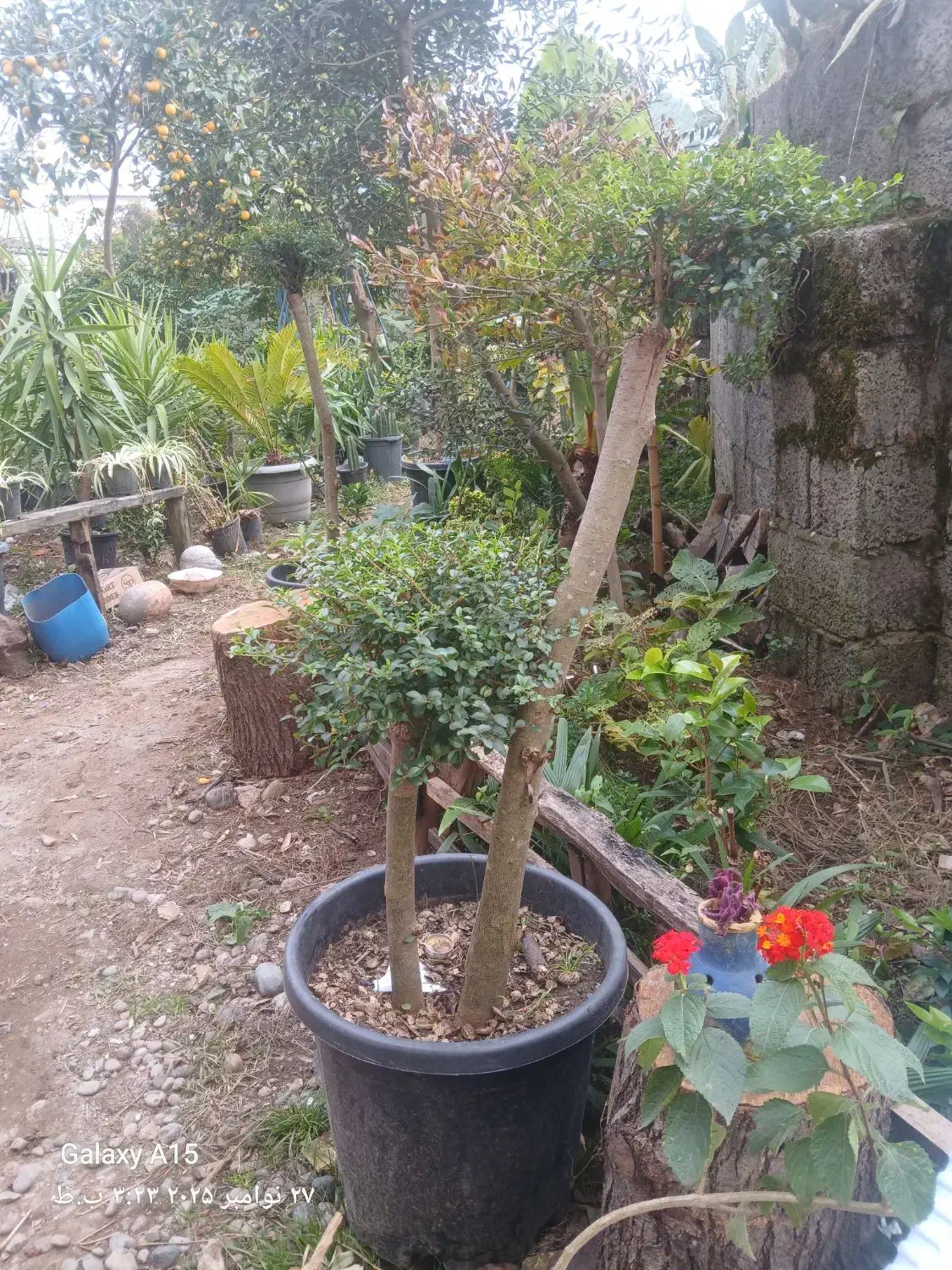 بصورت محدود و زیبا و در گلدانهای بزرگ و خاکی غنی|گل و گیاه طبیعی|رودسر, |دیوار