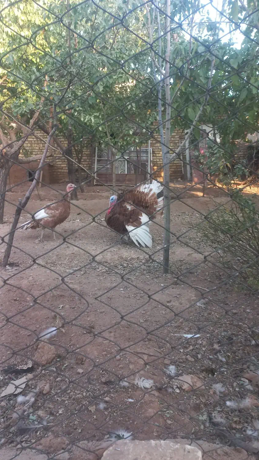 بوقلمون|حیوانات مزرعه|تاکستان, |دیوار