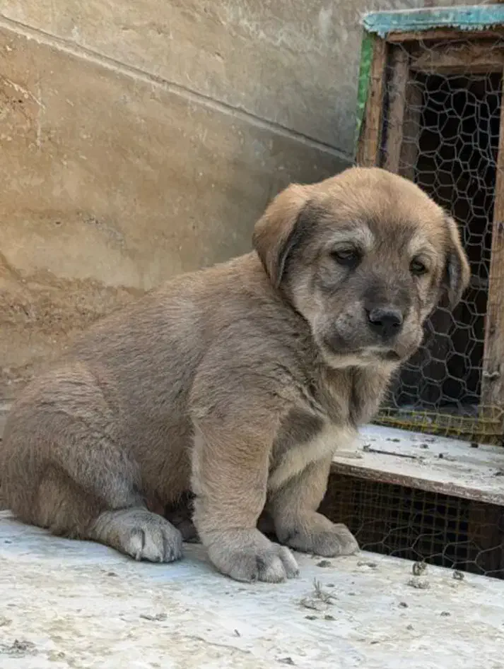 پژدر واکسینه شده|سگ|تهران, منیریه|دیوار