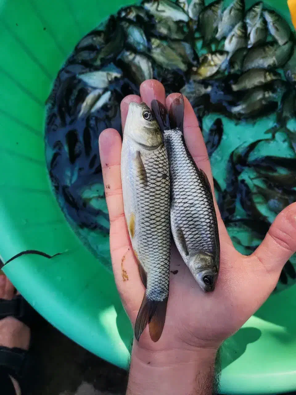 انواع بچه ماهی کپور و آمور امساله|ماهی|گرگان, |دیوار