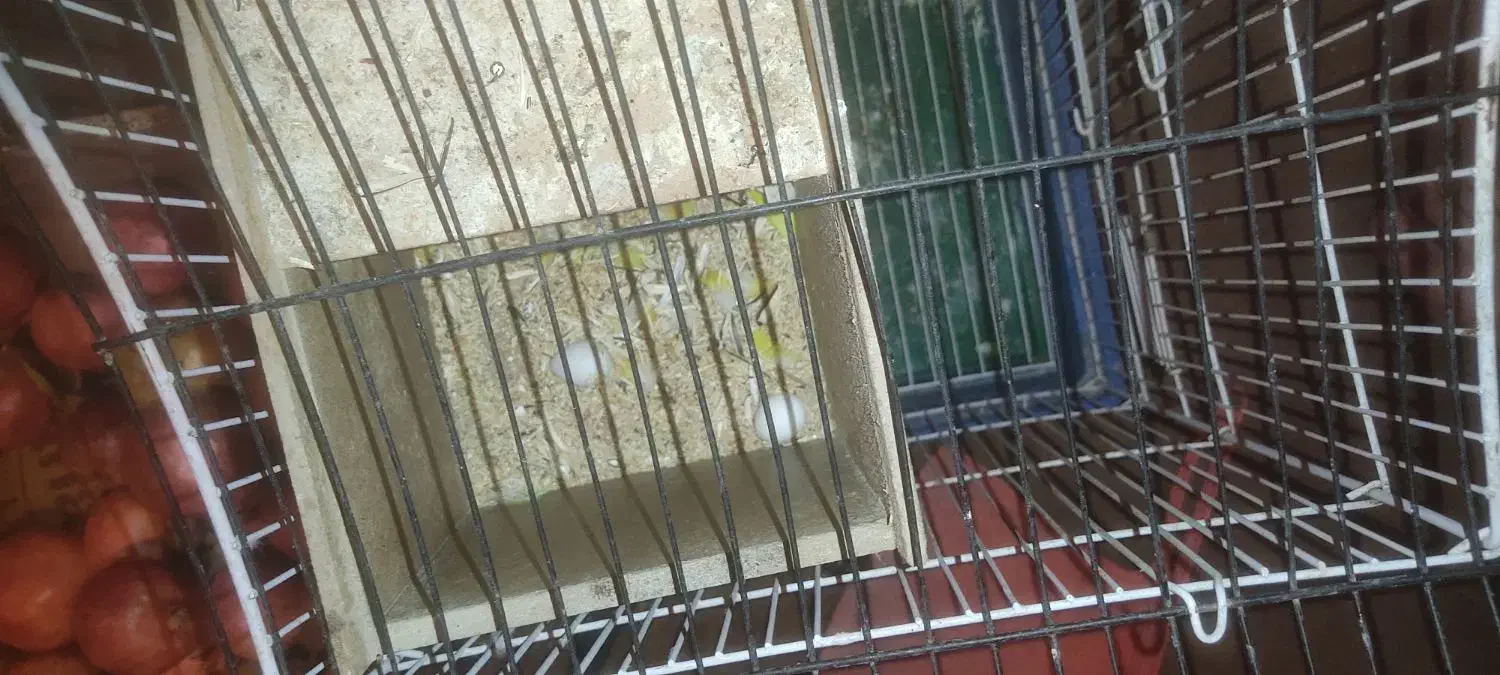 کوتوله فیشر طلایی|پرنده|فولادشهر, A3|دیوار