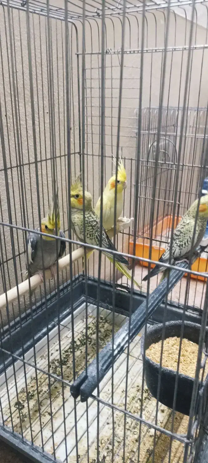 مرغ عروس|پرنده|آران و بیدگل, |دیوار