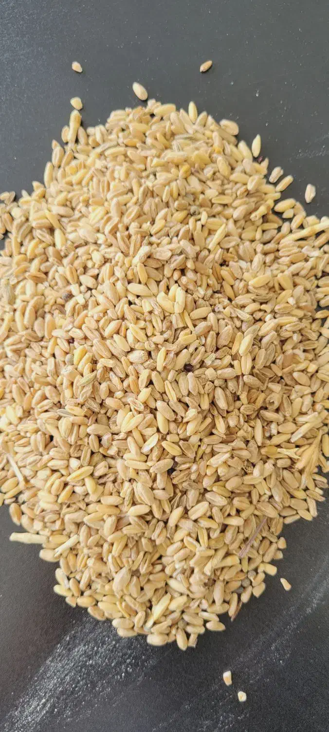 خرید و فروش نهاده های دام و طیور(پارس دانه جنوب )|عمده‌فروشی|شیراز, بید زرد|دیوار