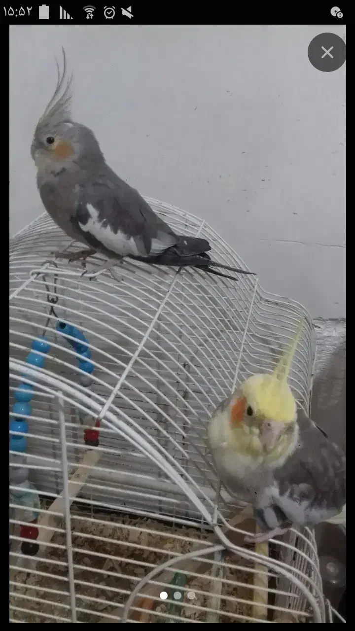 عروس هلندی|پرنده|گرگان, |دیوار