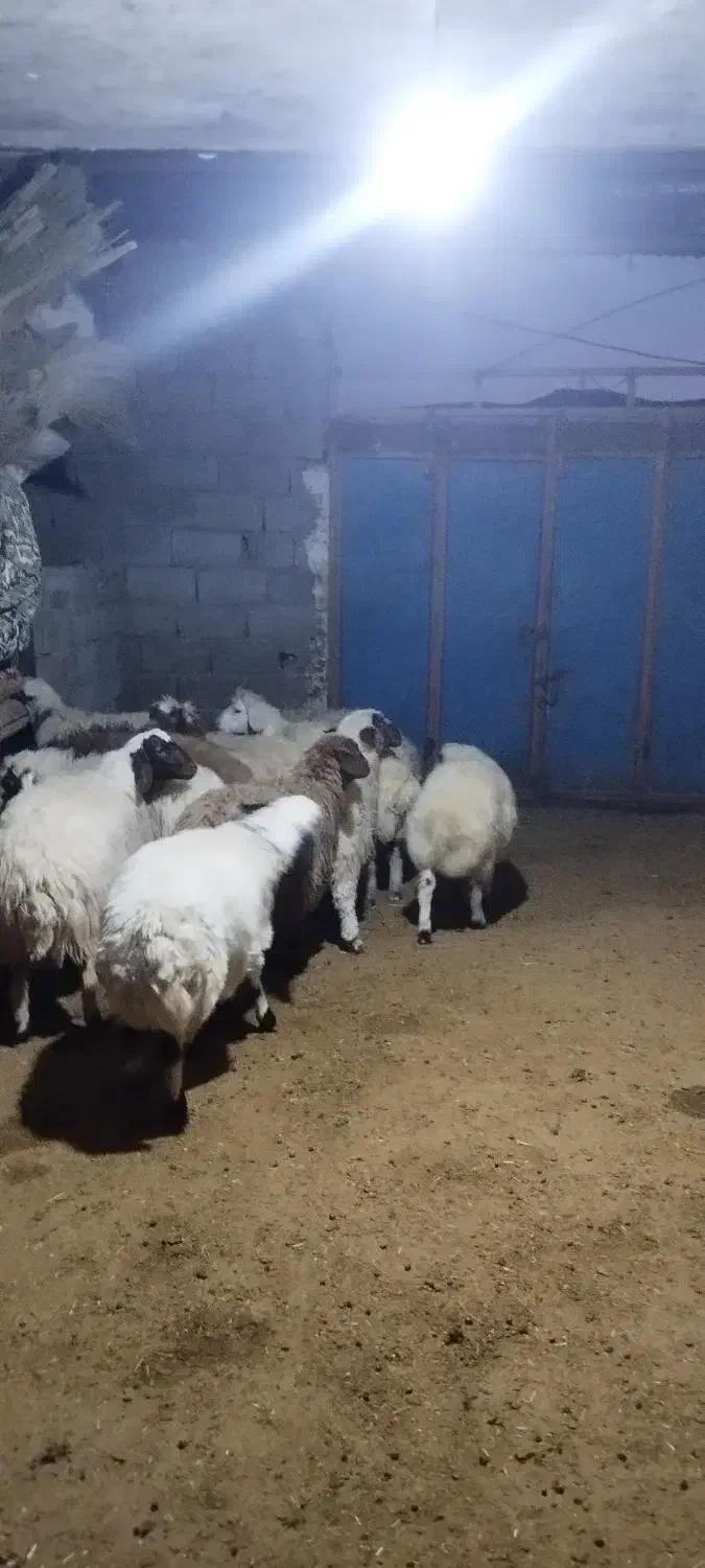 بره صادراتی|حیوانات مزرعه|زاغه, |دیوار