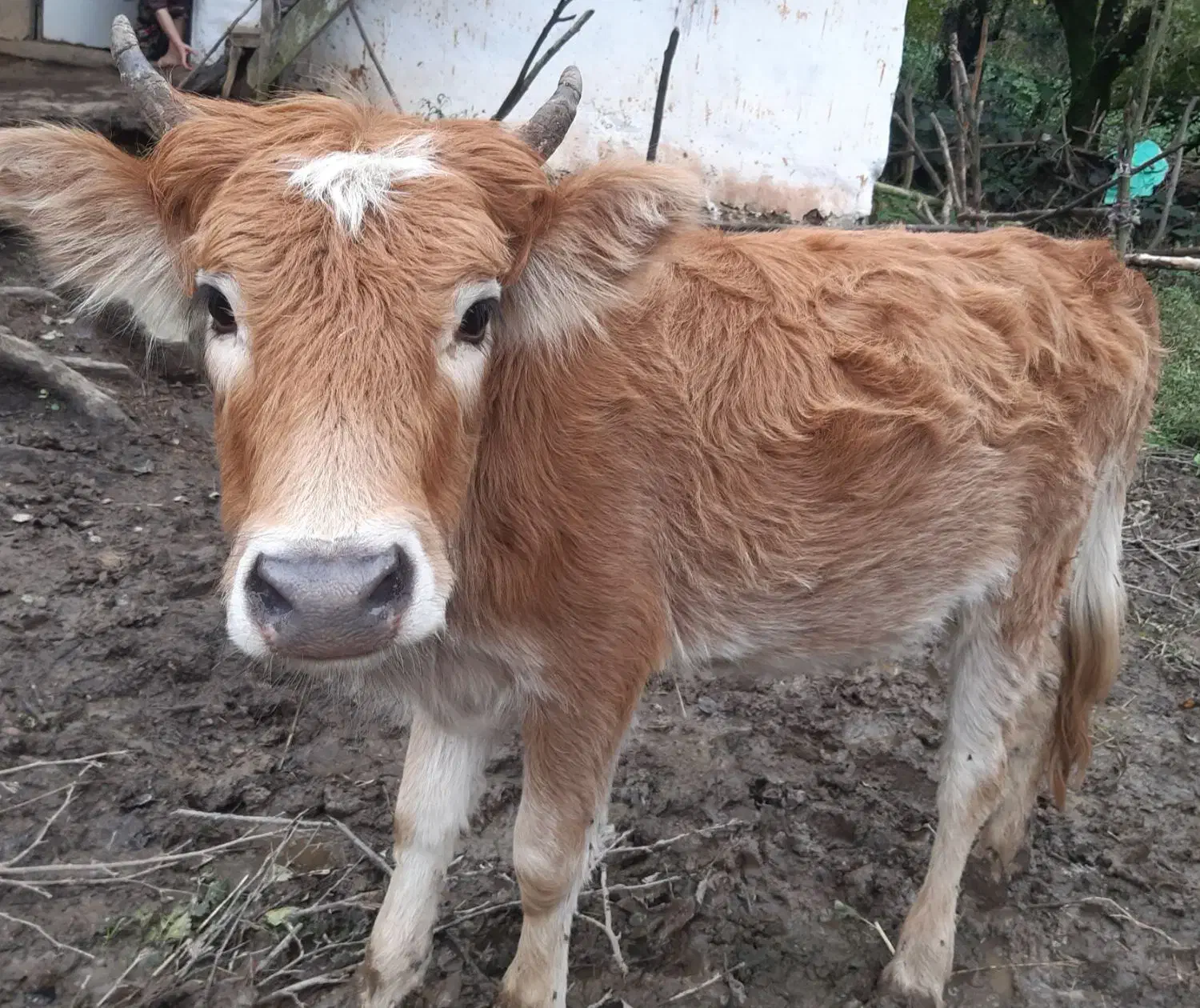 گوساله ماده|حیوانات مزرعه|شفت, |دیوار