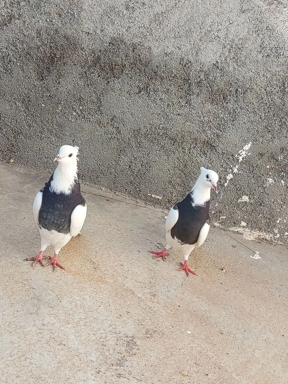 کلفه|پرنده|ویلکیج, |دیوار