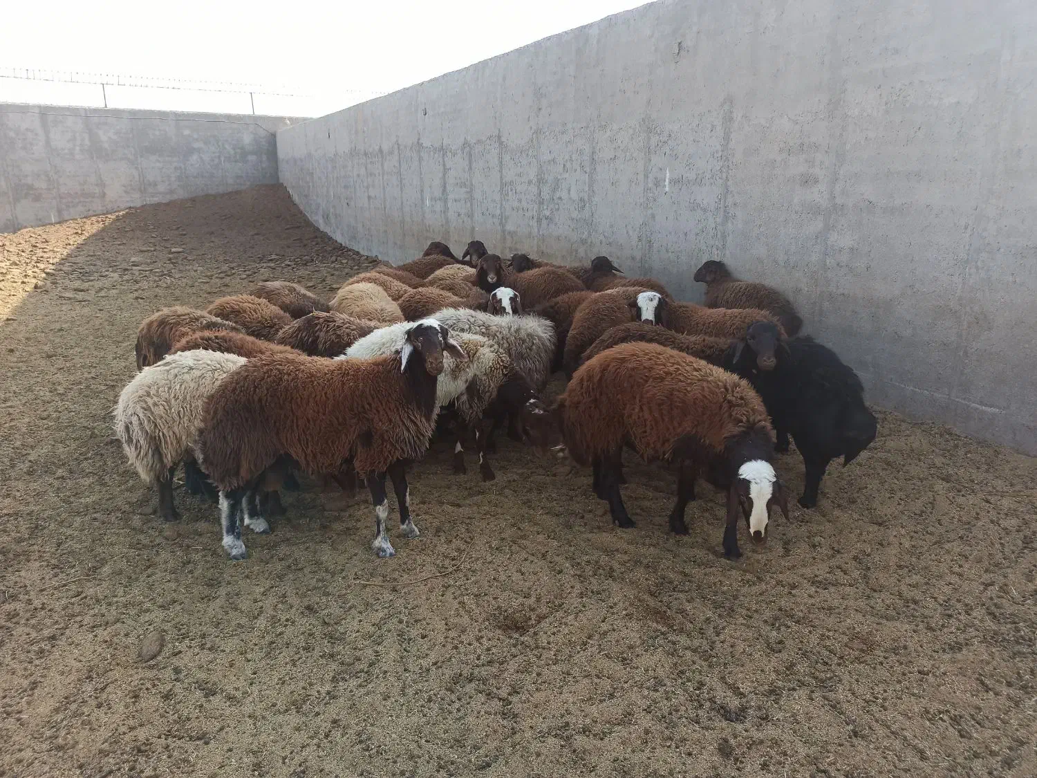 بره نر|حیوانات مزرعه|تربتحیدریه, پائین ولایت|دیوار