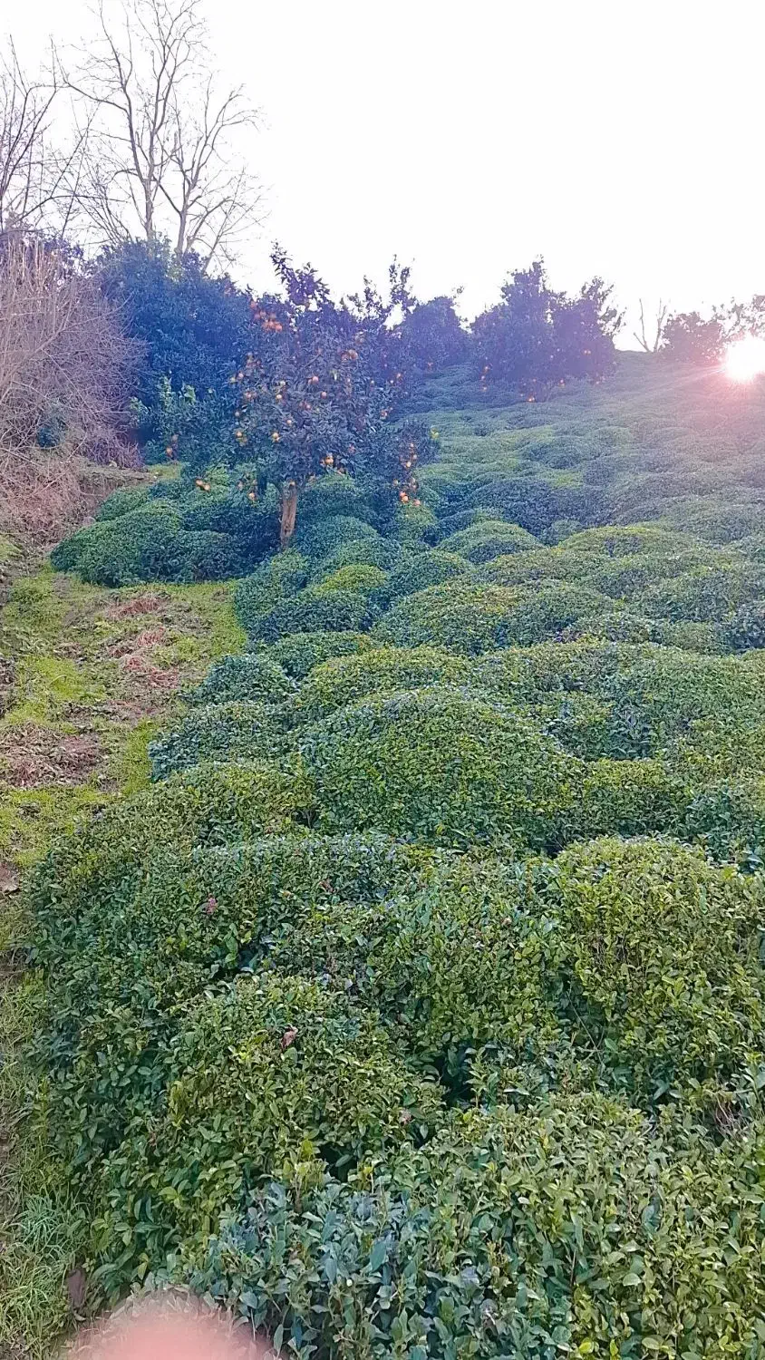 باغی|فروش زمین و ملک کلنگی|رانکوه, |دیوار