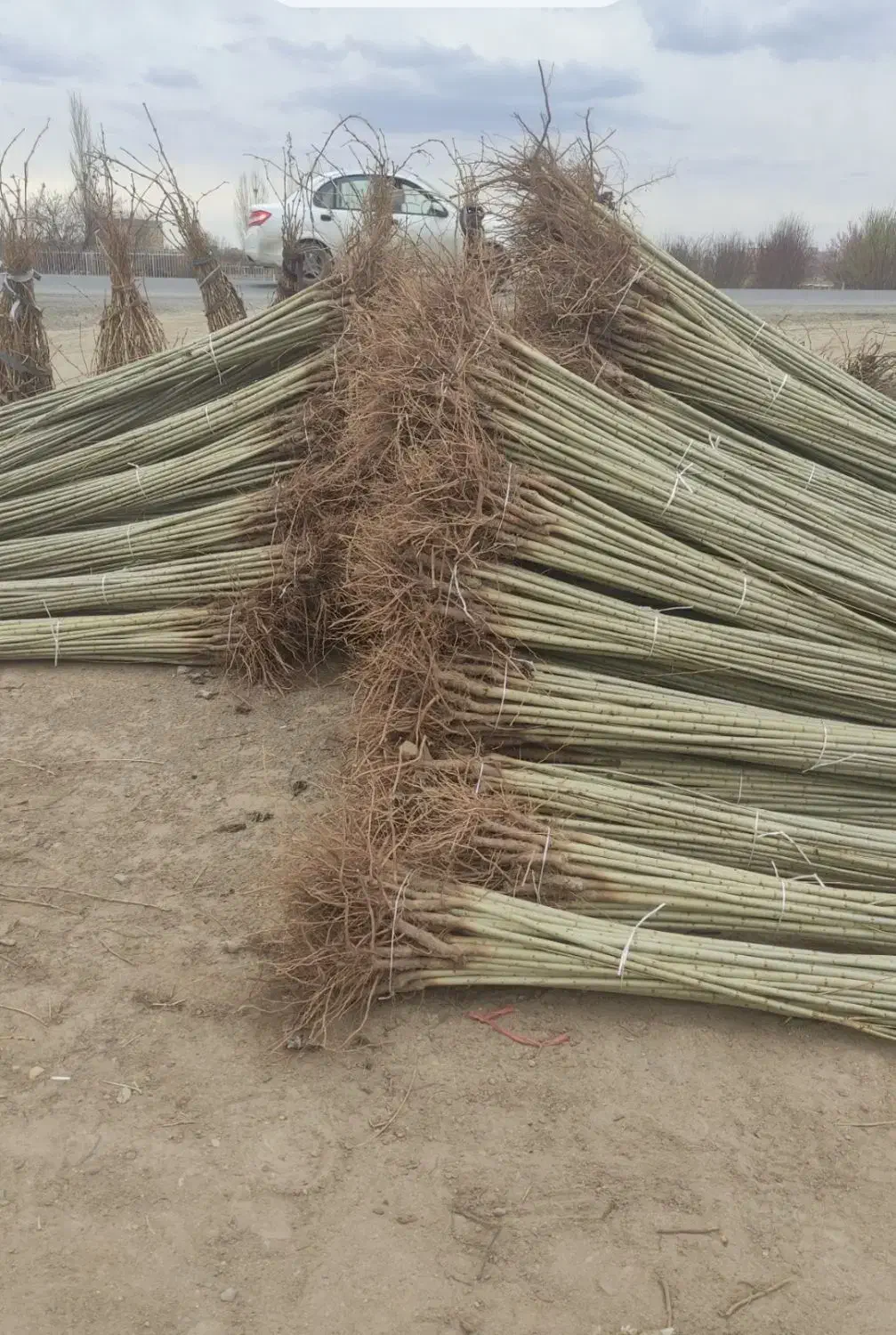 نهالستان صنوبر گردو و بادام|خدمات باغبانی و درختکاری|کرمانشاه, |دیوار