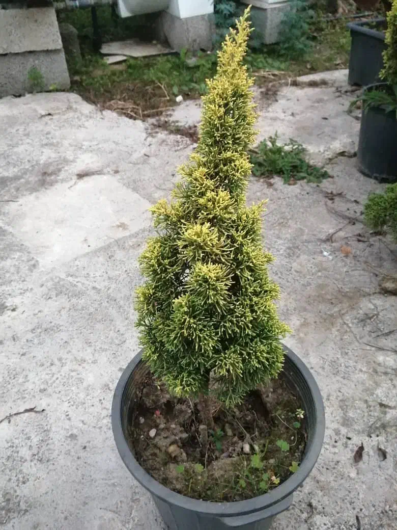 فروش گل پیوند|گل و گیاه طبیعی|کتالم و سادات شهر, |دیوار