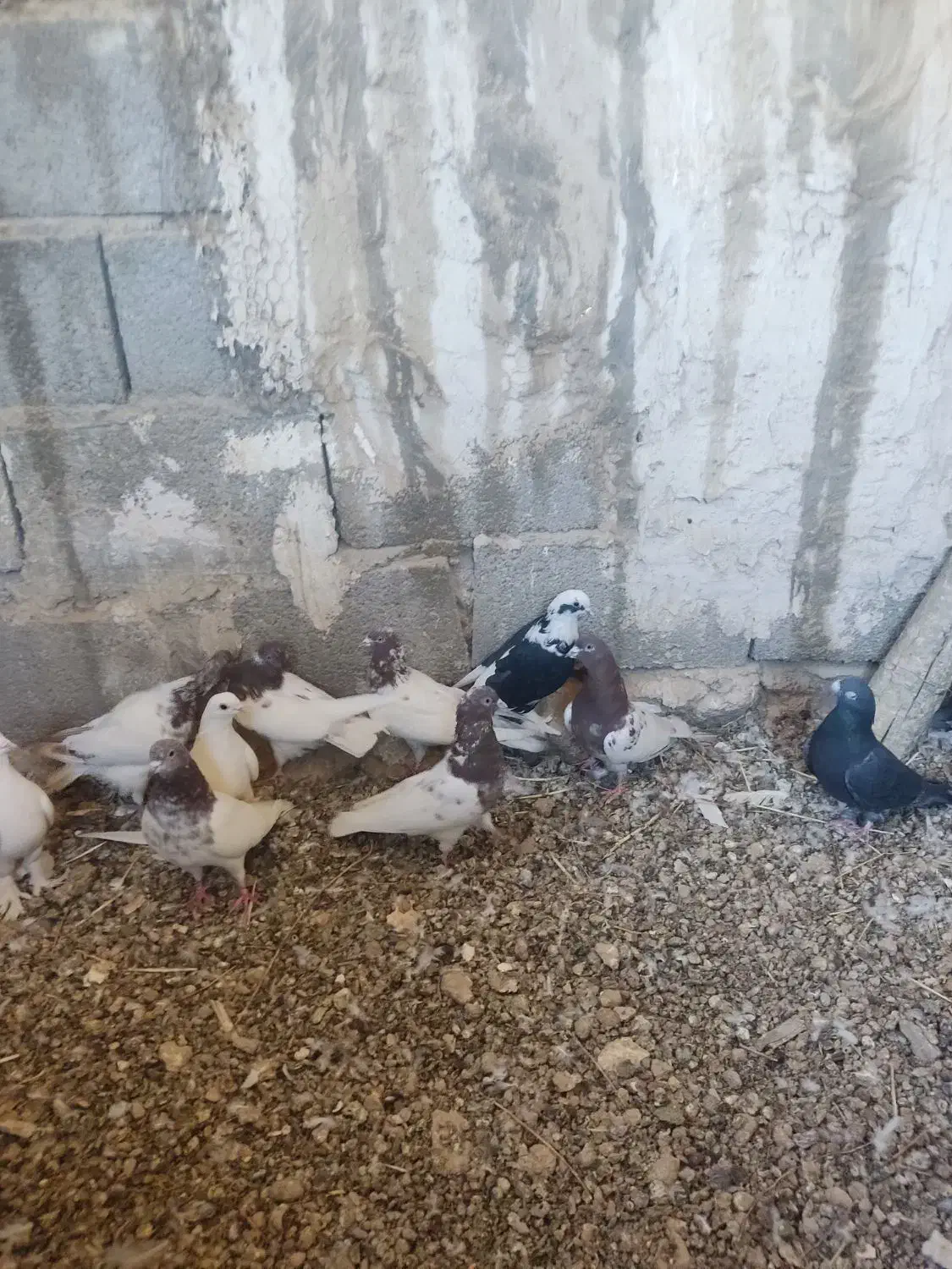 کبوتر|پرنده|اسکو, |دیوار