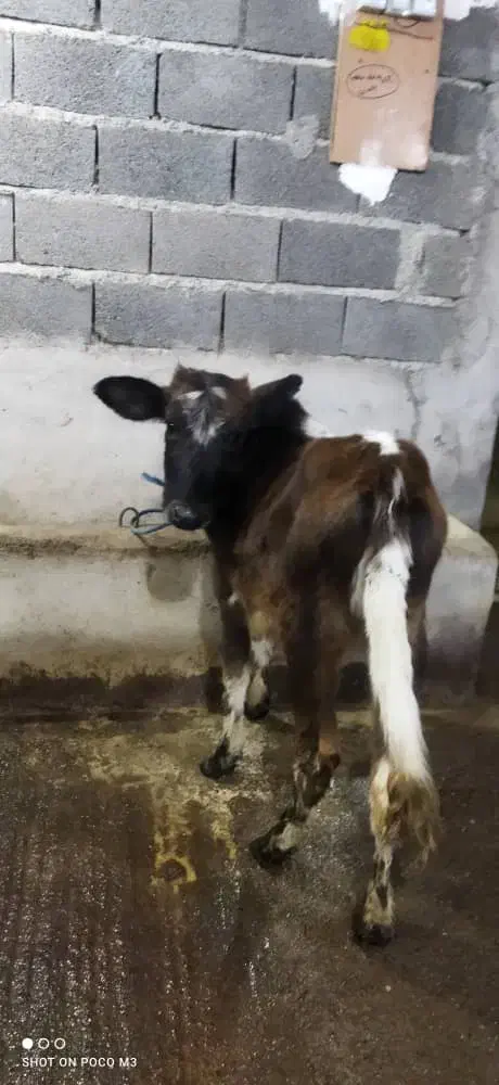 گاو.گوساله چالوسی|حیوانات مزرعه|سیاهکل, |دیوار