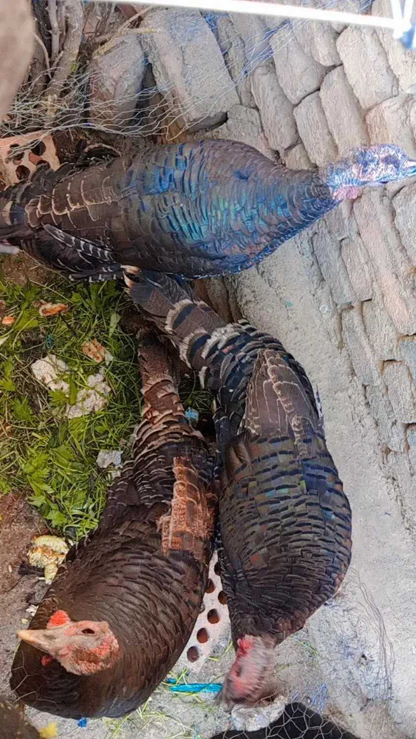 بوقلمون|حیوانات مزرعه|تهران, مسعودیه|دیوار