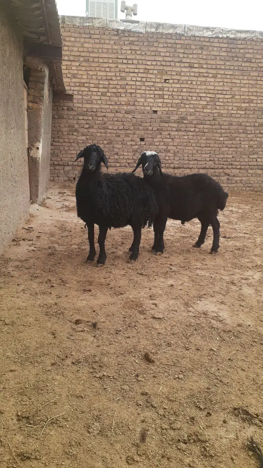 بره قزل|حیوانات مزرعه|بوئین زهرا, |دیوار