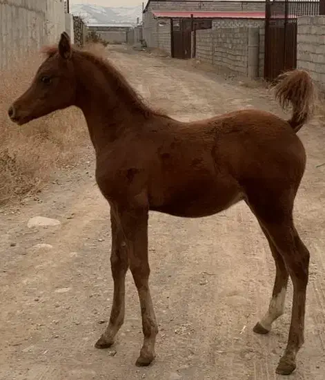 اسب|اسب و تجهیزات اسب‌سواری|خسروشاه, |دیوار