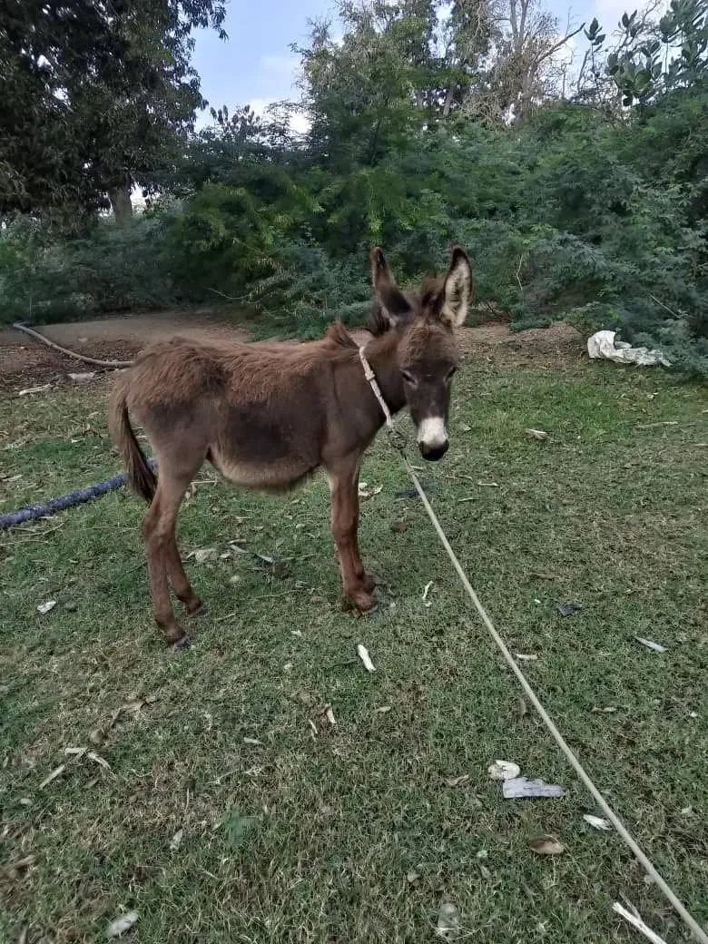 کره الاغ نر|حیوانات مزرعه|میناب, |دیوار