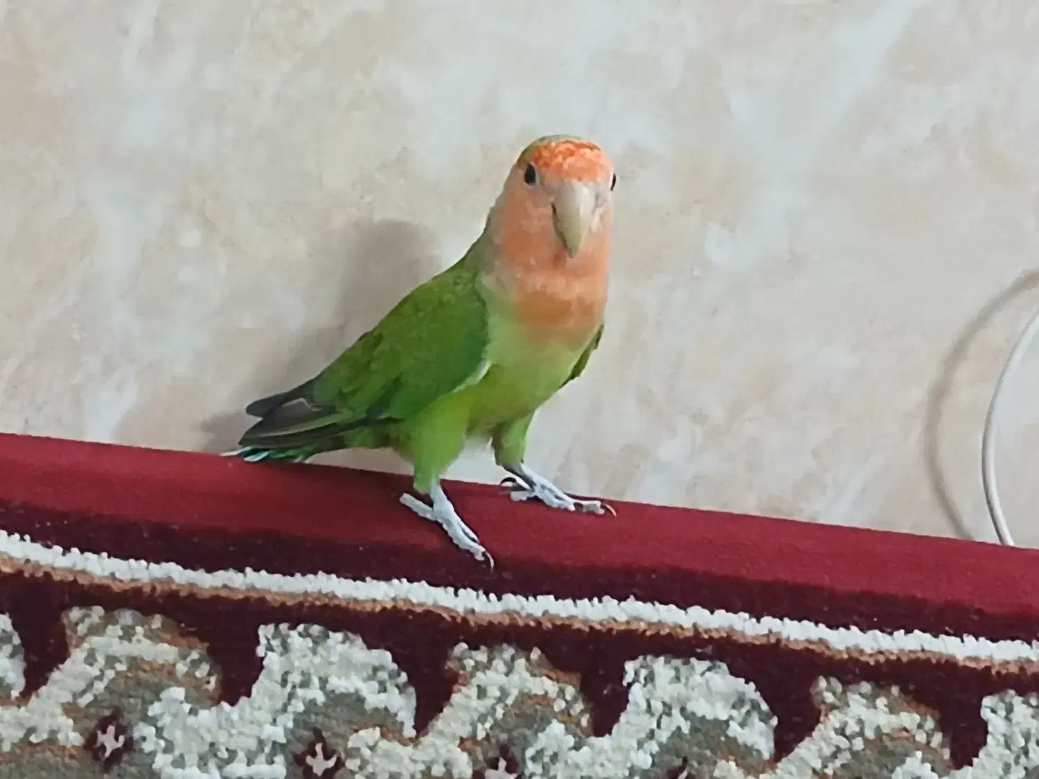 طوطی کوتوله نر|پرنده|قنوات, |دیوار