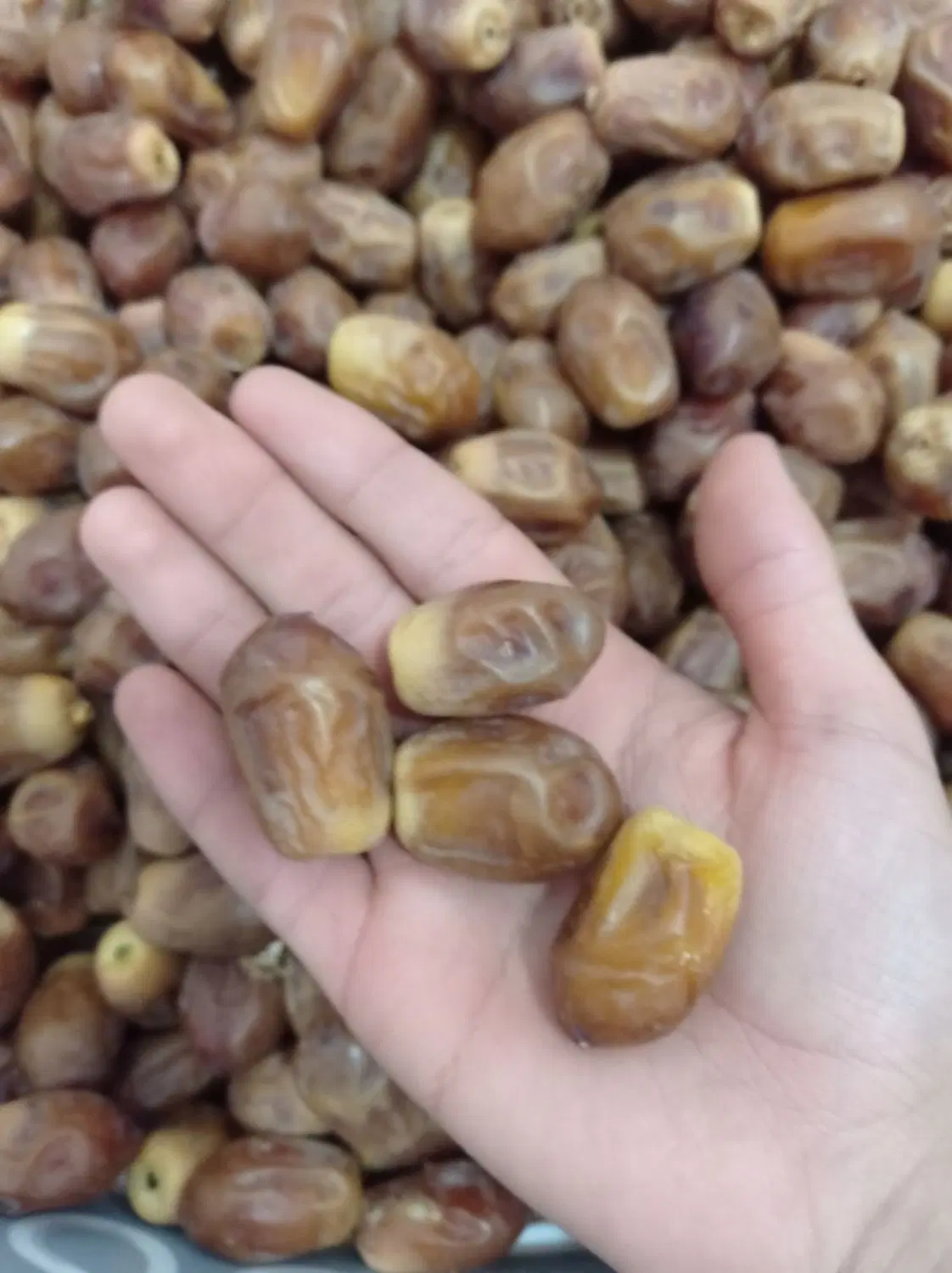 خرمای زاهدی|خوردنی و آشامیدنی|تهران, ایران|دیوار