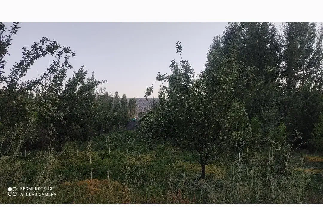 فروش باغ ثمری|فروش دفتر صنعتی، کشاورزی، تجاری|یاسوج, |دیوار