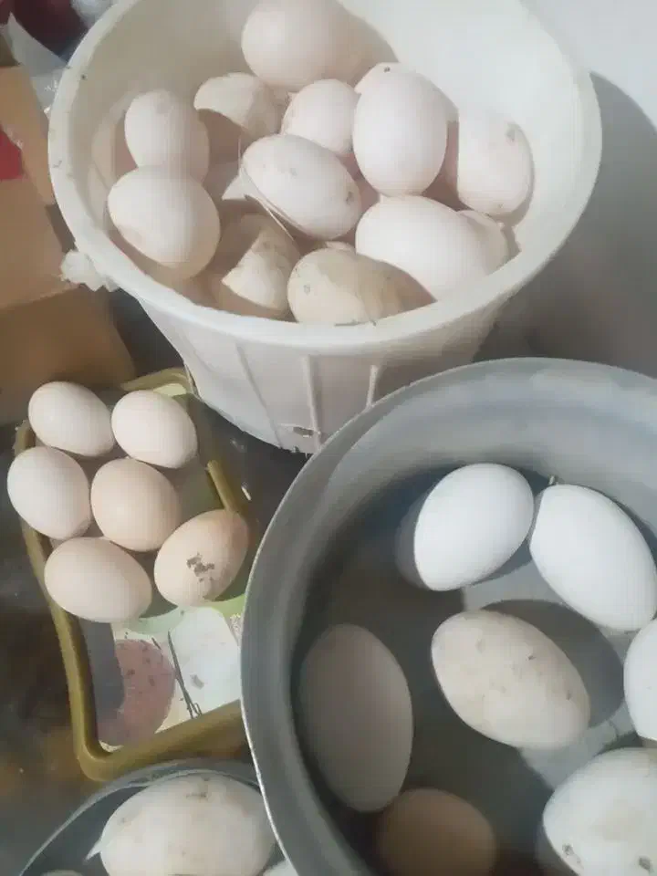 تخم اردک نطفه دار|حیوانات مزرعه|رشت, حمیدیان|دیوار