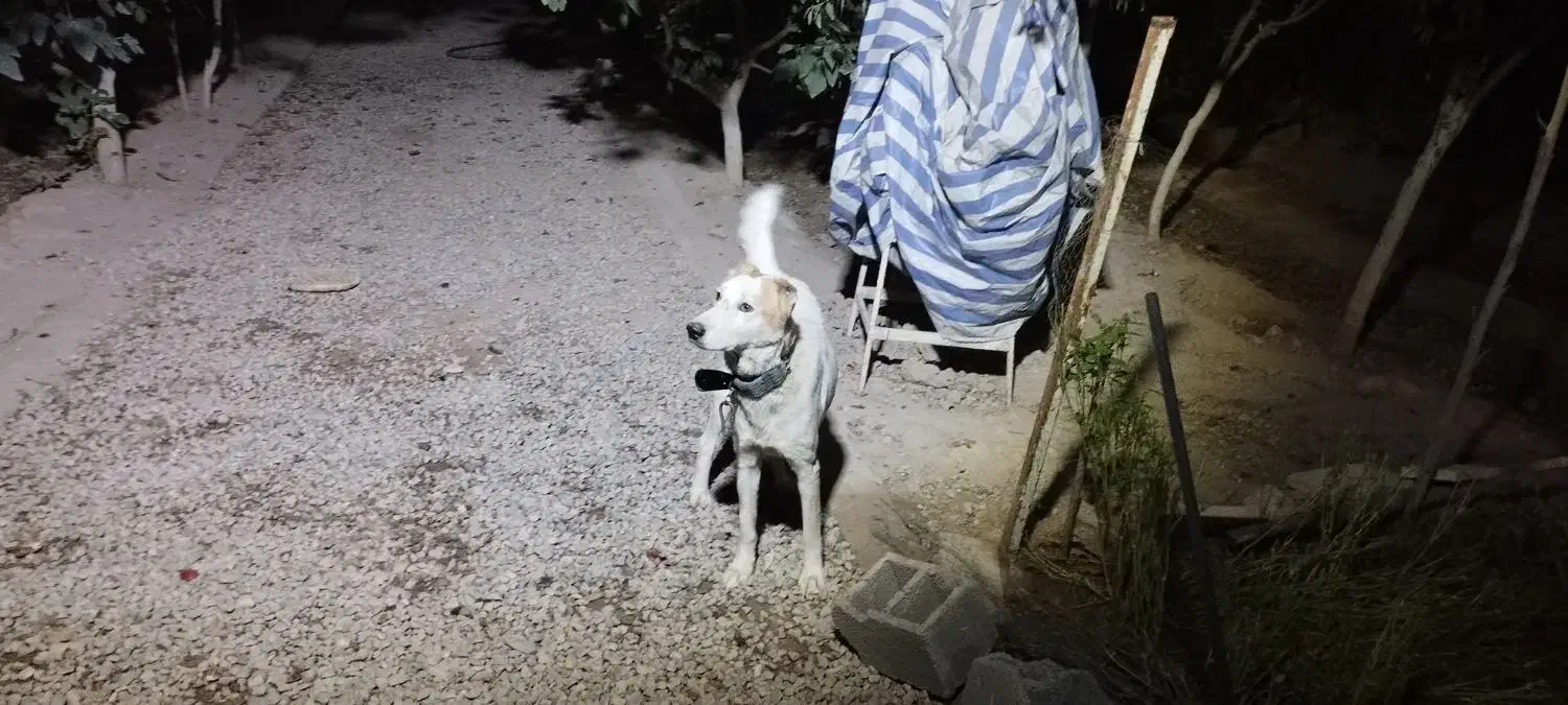 لاس ۲ ساله آدمی سفت|سگ|ورامین, شهرک مدرس|دیوار