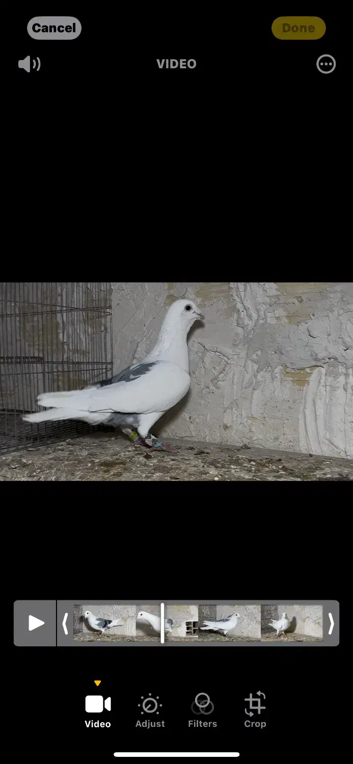 کبوتر پرنده المانی یکت کبود|پرنده|محمدیه-قزوین, |دیوار