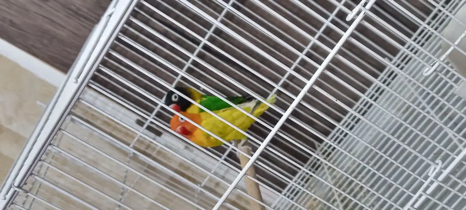 کوتوله برزیلی|پرنده|شیراز, میانرود|دیوار