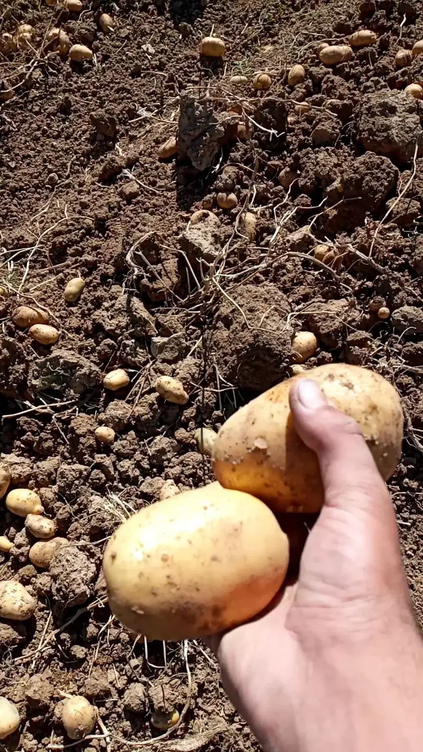 سیب زمینی|عمده‌فروشی|چنارود, |دیوار